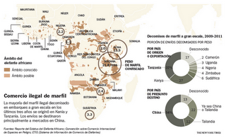 China alienta una matanza sin predecentes de elefantes