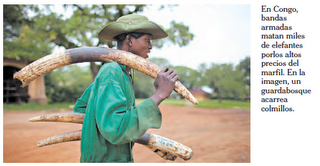 China alienta una matanza sin predecentes de elefantes