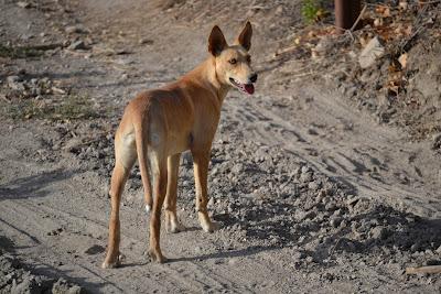 Yedra, Domi, y Don‏, tres abandonados.