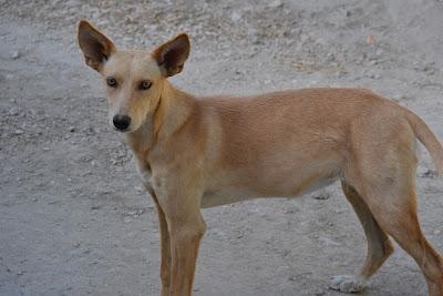 Yedra, Domi, y Don‏, tres abandonados.