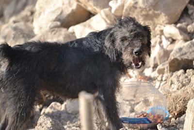 Yedra, Domi, y Don‏, tres abandonados.