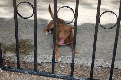 Yedra, Domi, y Don‏, tres abandonados.