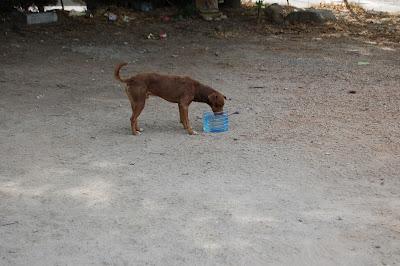 Yedra, Domi, y Don‏, tres abandonados.
