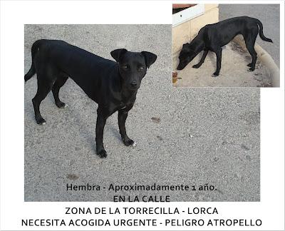 URGE ACOGIDA PARA PERROS EN LA CALLE. LORCA (PÁRRAGA‏)