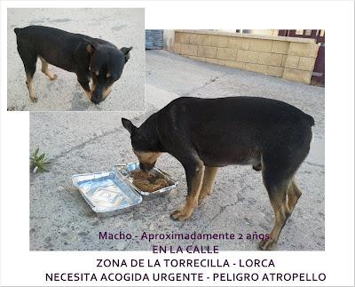 URGE ACOGIDA PARA PERROS EN LA CALLE. LORCA (PÁRRAGA‏)