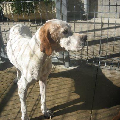 Foto: CHUS  POINTER  HEMBRA  22-5-2003 ( 9 AÑOS) UNA POINTER CON MUY POCO FUTURO EN LA PERRERA, POR SU EDAD Y POR LA RAZA QUE ES, PIDO QUE POR FAVOR OS FIJEIS EN ESTA POBRE PERRITA, CARIÑOSA Y TRANQUILA COMO LA QUE MAS, CON UN CORAZON ENORME Y MUCHO CARIÑO QUE DAR....  PERRERA DE HUESCA Contacto: 974340197(perrera) o en el 620996790 (Sr. Jose).Se pueden visitar en la perrera, de Lunes a Viernes de 9:30 a 13:00h. Martes y Jueves de 16:00 a 18:00h.Todos estos perros se entregan en adopción desparasitados interna, externamente, vacunados, con pasaporte o cartilla y con microchip. La tasa es de 50 euros.  Todos necesitan un hogar, aunque los más mayores de edad y los que nadie mira, corren más riesgo de sacrificio.  SE ENVÍAN A OTRAS PROVINCIAS