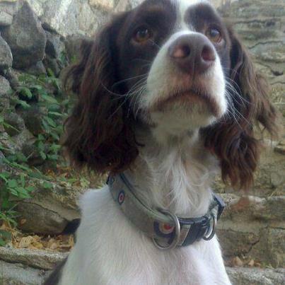 Foto: Querían enterrarlo con su dueño   La crueldad del ser humano siempre supera la ficción, Tintín era el perro de un borrachín exiliado en un pueblo de montaña de muy pocos habitantes. Los dos eran como fantasmas, uno se dedicaba a beber y Tintín a esperar su paliza diaria. A Tintín nunca le sacaban a la calle, solo cuando conseguía escaparse se daba sus vueltas pero todos conocemos la lealtad de lo perretes, él volvía una y otra vez con aquel que lo único que hacia era maltratarle. El día que se murió el borracho avisaron a la familia y estos decidieron matar a Tintín, no sabían que hacer con él, simplemente le iban a dar un tiro. Afortunadamente consiguió escaparse y aquí empieza su nueva vida. Tintín en este momento está acogido en casa de una colaboradora nuestra que vive en el maldito pueblo, pero corre muchísimo peligro por que quieren matarlo, hay que sacarlo de allí antes de que sea tarde. Adopción o acogida urgente para Tintín. mirada.animal.toledo@gmail.com