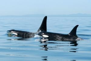 Las crías macho de orcas viven más tiempo si sus madres también lo hacen