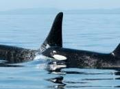 crías macho orcas viven tiempo madres también hacen