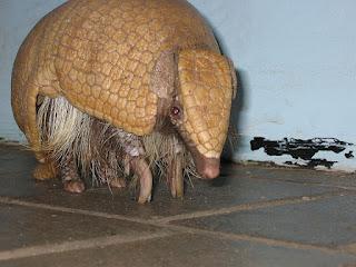 Fifa promueve encuesta para nombrar a la mascota del Mundial de 2014