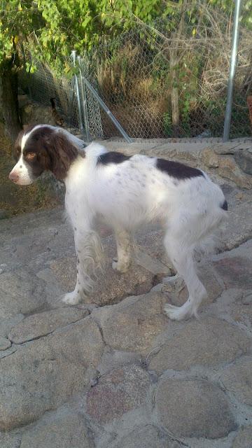 A Tintín lo querían enterrar con su dueño. (Toledo)