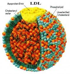 Bajos niveles de colesterol LDL relacionados con mayor riesgo de cáncer