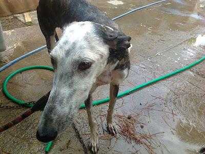 AYUDA POR FAVOR, BEBE DE CRUCE DE GALGO, GALGA CON LA CADERA MAL Y GALGO AL QUE QUIEREN PORQUE VALE PARA CAZAR Y CORRE PELIGRO DE ROBO. (SEVILLA)