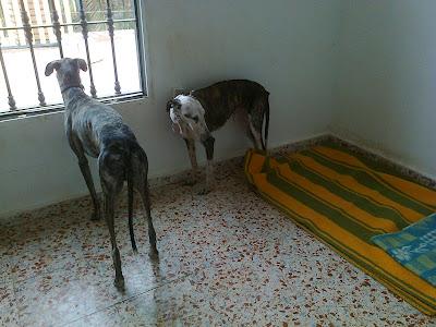 AYUDA POR FAVOR, BEBE DE CRUCE DE GALGO, GALGA CON LA CADERA MAL Y GALGO AL QUE QUIEREN PORQUE VALE PARA CAZAR Y CORRE PELIGRO DE ROBO. (SEVILLA)