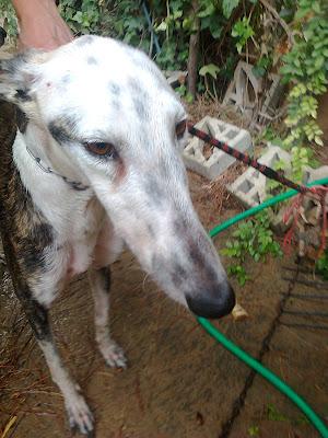 AYUDA POR FAVOR, BEBE DE CRUCE DE GALGO, GALGA CON LA CADERA MAL Y GALGO AL QUE QUIEREN PORQUE VALE PARA CAZAR Y CORRE PELIGRO DE ROBO. (SEVILLA)