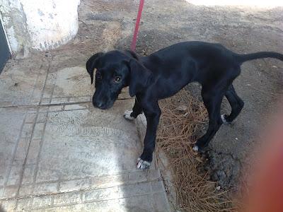 AYUDA POR FAVOR, BEBE DE CRUCE DE GALGO, GALGA CON LA CADERA MAL Y GALGO AL QUE QUIEREN PORQUE VALE PARA CAZAR Y CORRE PELIGRO DE ROBO. (SEVILLA)