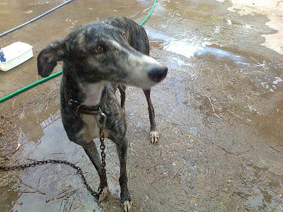 AYUDA POR FAVOR, BEBE DE CRUCE DE GALGO, GALGA CON LA CADERA MAL Y GALGO AL QUE QUIEREN PORQUE VALE PARA CAZAR Y CORRE PELIGRO DE ROBO. (SEVILLA)