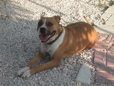 KIARA, PITBULL de unos 3 años, adopción o acogida!!! (ALICANTE‏)