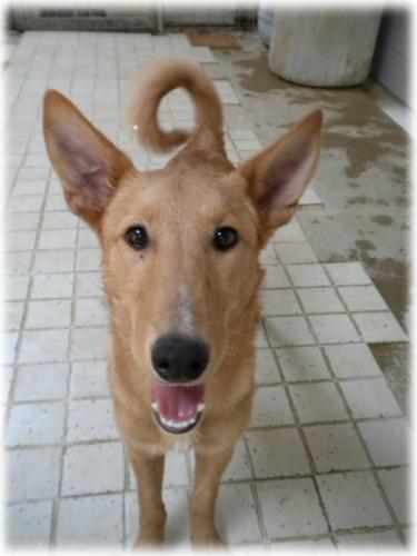 Se busca una familia para Melisa.