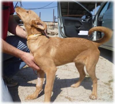 Se busca una familia para Melisa.