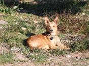 Seguimos buscándole hogar Perdut perro encontrado afueras chalet. (Valencia)‏