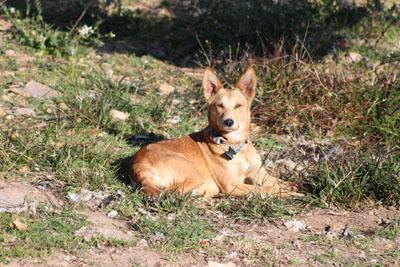 Seguimos buscándole hogar a Perdut perro encontrado en las afueras de un chalet. (Valencia)‏