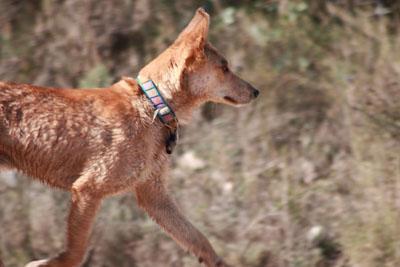 Seguimos buscándole hogar a Perdut perro encontrado en las afueras de un chalet. (Valencia)‏