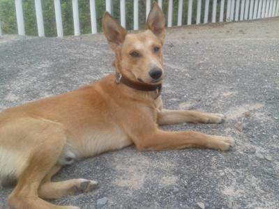 Seguimos buscándole hogar a Perdut perro encontrado en las afueras de un chalet. (Valencia)‏