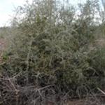 Palo azul, planta medicinal