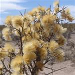 Palo azul, planta medicinal