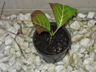 Cómo propagar Hydrangea