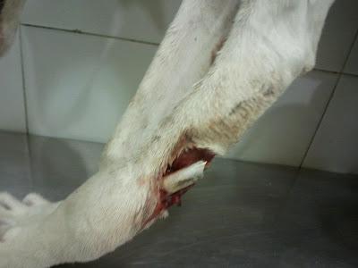 MUY URGENTE, AYUDA PARA BIANCA!! (ZARAGOZA)