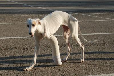 MUY URGENTE, AYUDA PARA BIANCA!! (ZARAGOZA)