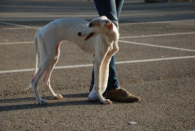 MUY URGENTE, AYUDA PARA BIANCA!! (ZARAGOZA)