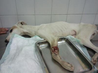 MUY URGENTE, AYUDA PARA BIANCA!! (ZARAGOZA)