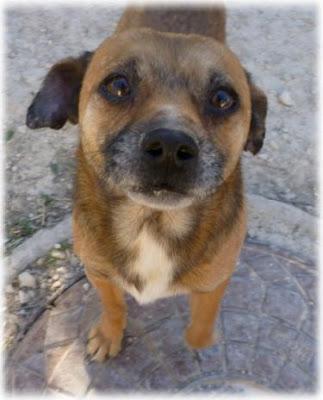 Toby, pequeñin de 6 años busca hogar. (Murcia)