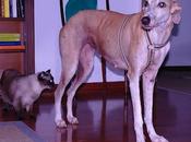 SIDGRID galguita adopción Ciudad Real)