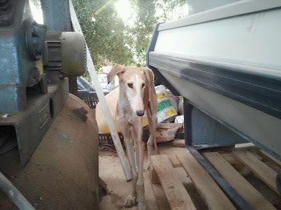 Clara, otra galga lanzada por la valla y en los huesos. (Sevilla)