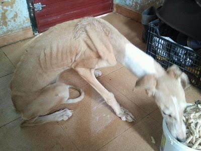 Clara, otra galga lanzada por la valla y en los huesos. (Sevilla)