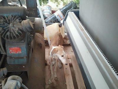 Clara, otra galga lanzada por la valla y en los huesos. (Sevilla)