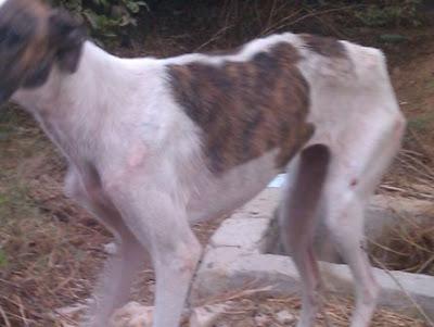 MUY URGENTE!! GALGA EN LOS HUESOS, necesito acogida urgente para ella. (Murcia)
