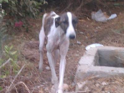 MUY URGENTE!! GALGA EN LOS HUESOS, necesito acogida urgente para ella. (Murcia)