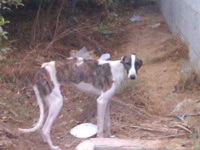 MUY URGENTE!! GALGA EN LOS HUESOS, necesito acogida urgente para ella. (Murcia)