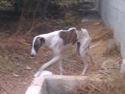 MUY URGENTE!! GALGA EN LOS HUESOS, necesito acogida urgente para ella. (Murcia)