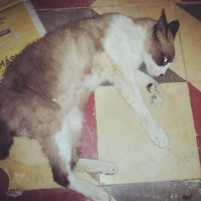 PERDIDO!! DIEGO, GATO ATROPELLADO A PUNTO DE CAER A LAS VÍAS DEL TREN!! (MURCIA)