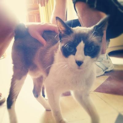 PERDIDO!! DIEGO, GATO ATROPELLADO A PUNTO DE CAER A LAS VÍAS DEL TREN!! (MURCIA)