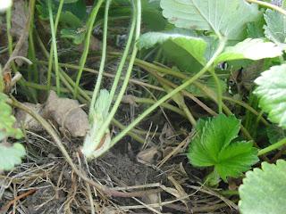 INICIO DE LOS PREPARATIVOS DE SIEMBRA DE FRESAS  PARA LA PRÓXIMA TEMPORADA
