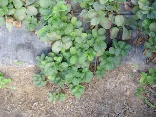 INICIO DE LOS PREPARATIVOS DE SIEMBRA DE FRESAS  PARA LA PRÓXIMA TEMPORADA