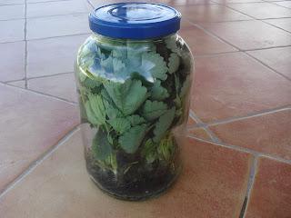 INICIO DE LOS PREPARATIVOS DE SIEMBRA DE FRESAS  PARA LA PRÓXIMA TEMPORADA