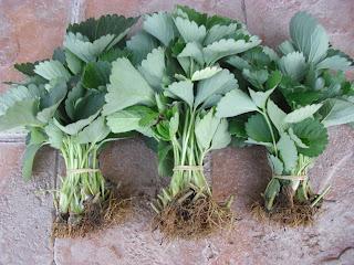 INICIO DE LOS PREPARATIVOS DE SIEMBRA DE FRESAS  PARA LA PRÓXIMA TEMPORADA